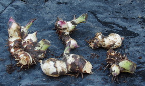 canna rhizomes