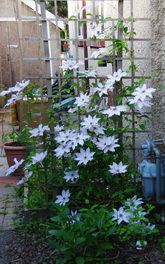 Clematis Clare de Lune