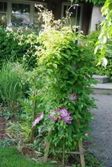 clematis Josephine flowering