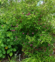 clematis climbing tree