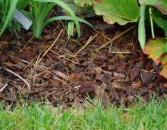 coconut mulch