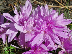 double colchicum