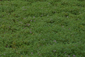 Creeping Thyme