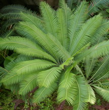 cycad, cycas circinalis