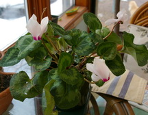 cyclamen reblooming