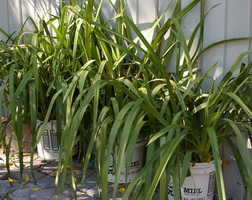 cymbidium foliage