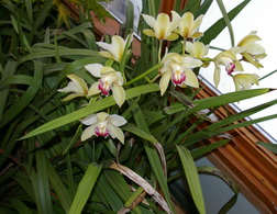 cymbidium flowers