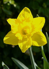 daffodils