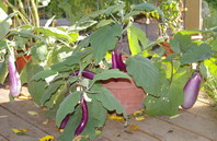 eggplant container