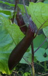 eggplant, aubergine