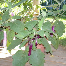 eggplants, containers