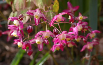 Epimedium