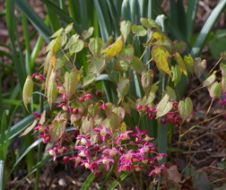 Epimedium, barrenwort