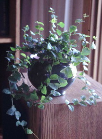 creeping fig, Ficus pumila