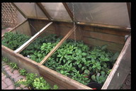 cold frame