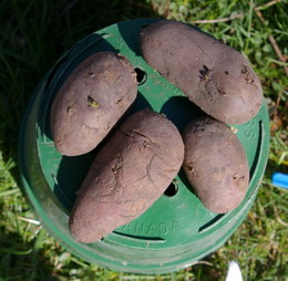 Potato French Fingerling