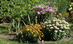 Sedum, perennials, Rudbeckia Sedum, perennials, Rudbeckia