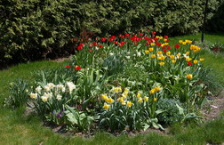 bulbs, narcissus, tulips bulbs, narcissus, tulips