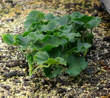 geranium cuttings