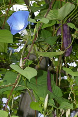 Pole beans, morning glories