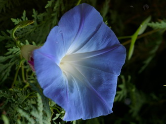Morning glory Morning glory
