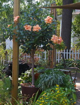 Indoor hibiscus deals