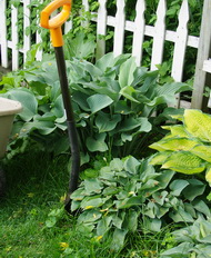 hosta digging