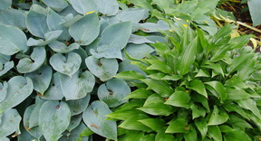 hosta green