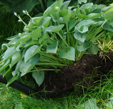 hosta propagation