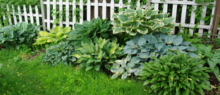 hosta garden hosta garden