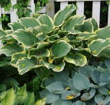 hosta sagae