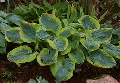 hosta variegated