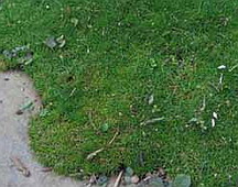 Irish moss, scotch moss