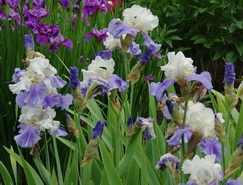 Iris  stairway to heaven