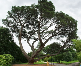 Stone Pine, Pinus pinea Stone Pine, Pinus pinea