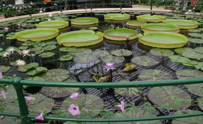 Victoria amazonica Victoria amazonica