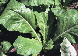 komatsuna, oriental greens