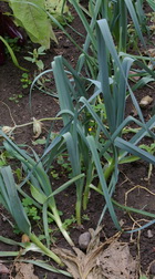 leeks