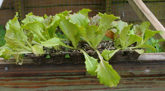 lettuce transplants
