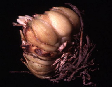 lily bulb