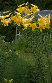 trumpet Lily