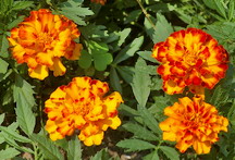 Marigold, bolero mix