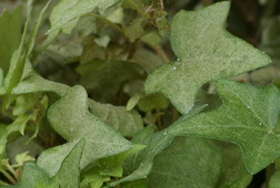 spider mite damage