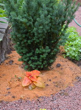 mulch, sawdust mulch