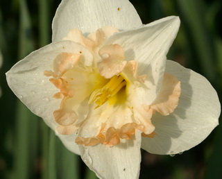 Narcissus butterfly