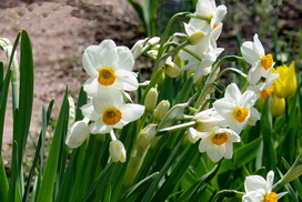 Narcissus
