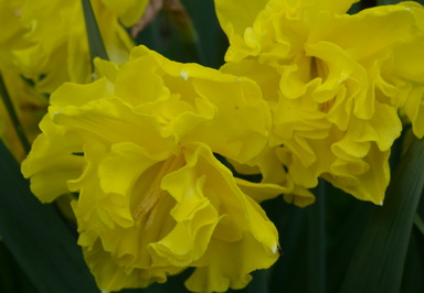 narcissus yellow double