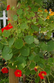 nasturtiums in a container 