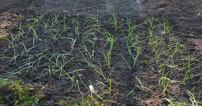 Onion seedlings