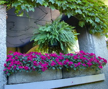 impatiens container